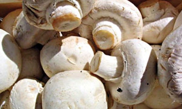 How to start mushroom farming business in Nigeria