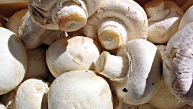How to start mushroom farming business in Nigeria